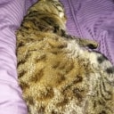 Jujupenvins customer review on distroy.me